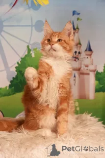 Дополнительные фото: vladi