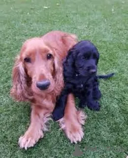 Фото №1. американский кокер-спаниель - купить в Брюсселе за 64937₽. Объявление №165282