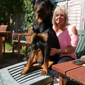 Фото №2 к объявлению №163410 о продаже  - купить в Испании 