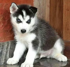 Фото №1.  - купить в Антея за 44934₽. Объявление №161134