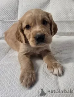 Фото №2 к объявлению №161376 о продаже кавалер-кинг-чарльз-спаниеля - купить в США частное объявление