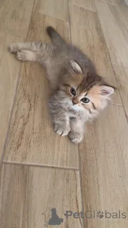 Фото №1. британская длинношёрстная - купить в Женеве за договорная. Объявление №147416