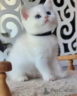 Фото №1. шотландская вислоухая (скоттиш фолд) - купить в Аннемасс за 69575₽. Объявление №162856