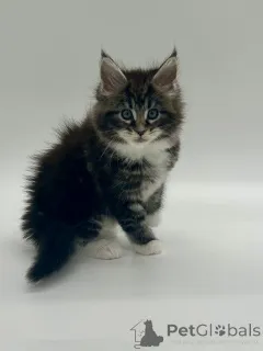 Дополнительные фото: Мейн кун девочка