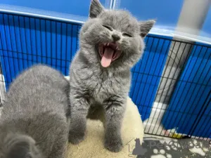 Фото №3. Хорошо обученные в домашних условиях британские короткошерстные котята. Германия