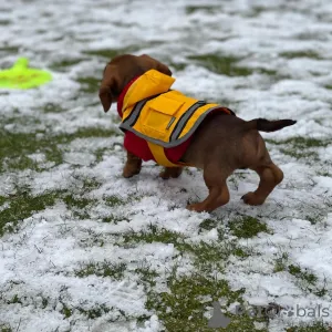 Дополнительные фото: 3 щенка стандартной таксы, кобели