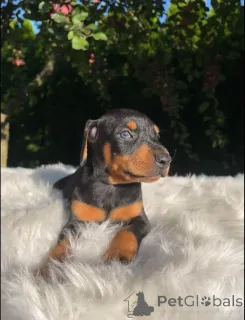 Фото №3. Щенки добермана на усыновление..  Финляндия