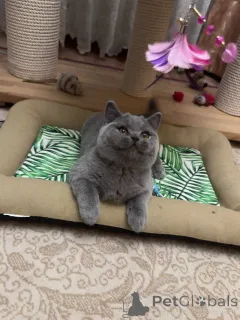 Фото №4. Продам британскую короткошёрстную в Бохум заводчик - цена договорная