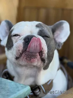 Фото №4. Продажа французского бульдога в Лондонский район Камден частное объявление - цена 46384₽