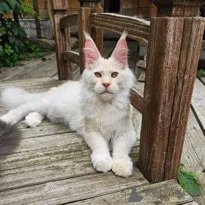 Фото №2 к объявлению №156995 о продаже мейн-кун - купить в Швеции частное объявление