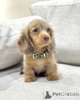 Дополнительные фото: Здоровые, игривые мини-таксы ищут постоянную семью