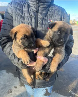 Фото №1. бельгийская овчарка - купить в Олбани за договорная. Объявление №160439