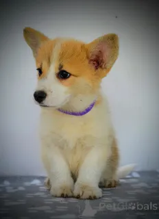 Дополнительные фото: Валлийский корги Пемброк красивые щенки