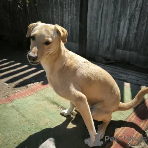 Фото №3. Не такая как все!Собака по кличке Карамелька..  Россия