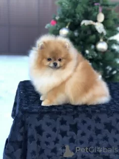 Фото №3. Amazing pomeranian ! Fast delivery! guarantee small size..  Объединенные Арабские Эмираты