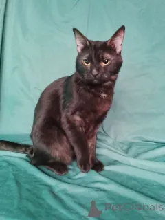 Дополнительные фото: Сабрина ищет дом.