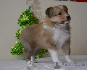 Дополнительные фото: Nataļja Golovane