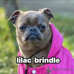 Фото №2 к объявлению №138674 о продаже оттерхаунда - купить в Сербии 