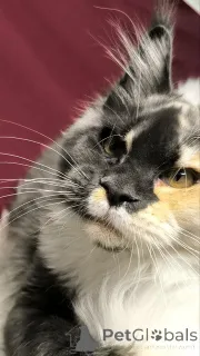 Фото №3. Мейнкун. Нидерланды