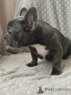 Дополнительные фото: Французский бульдог