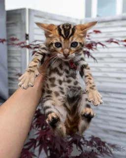 Фото №1. бенгальская - купить в Монако за договорная. Объявление №155705