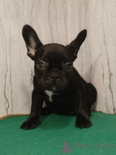 Дополнительные фото: Щенки французского бульдога