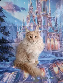 Дополнительные фото: Шикарные котята мальчики