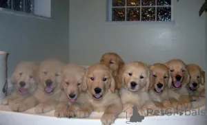 Фото №1. золотистый ретривер - купить в Берст за договорная. Объявление №160030