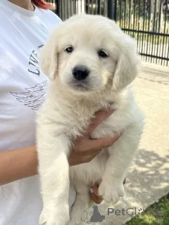 Дополнительные фото: Золотистый ретривер 3NNNN