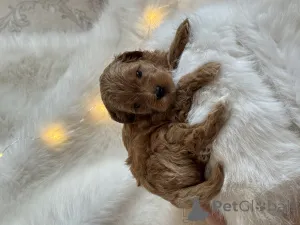 Дополнительные фото: Щенок мальтипу