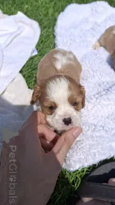 Дополнительные фото: Чистокровные щенки Кавалер Кинг Чарльз Спаниель