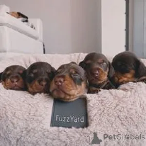 Дополнительные фото: Dachshund Puppy