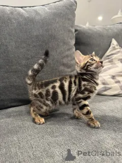 Фото №2 к объявлению №152779 о продаже бенгальская - купить в Франции частное объявление