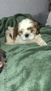 Дополнительные фото: Две чистокровные девочки ши-тцу ищут новый дом.