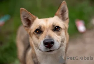 Фото №4. Продажа беспородную в Москве реке частное объявление - цена Бесплатно