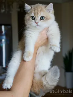 Фото №3. Познакомьтесь с Оливером, обаятельным, сдержанным и полным тихой любви.. Исландия