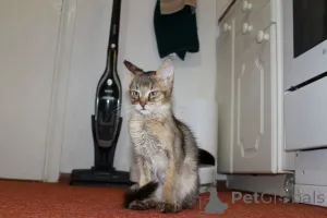Дополнительные фото: Котята Чаузи