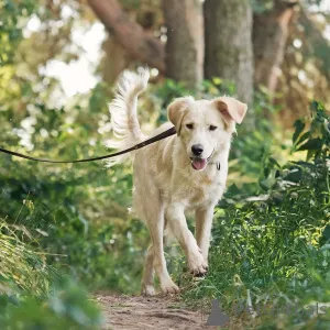Фото №4. Продажа беспородную в Москве реке частное объявление - цена Бесплатно