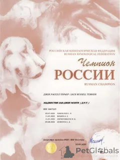 Дополнительные фото: Щенок Джек Рассел Терьер от Чемпионов c родословной