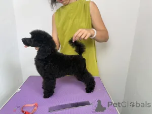 Дополнительные фото: Black Toy Poodle Girl Родилась 13 мая 2025 года.