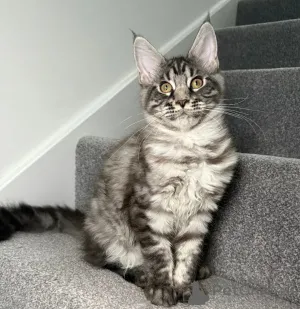 Фото №2 к объявлению №158078 о продаже мейн-кун - купить в США частное объявление