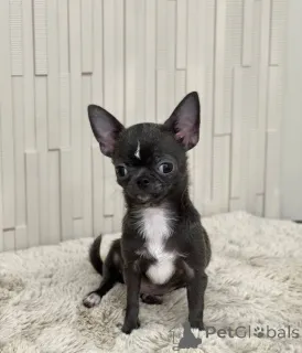 Фото №1. беспородная - купить в Город Теннесси за 89868₽. Объявление №167335