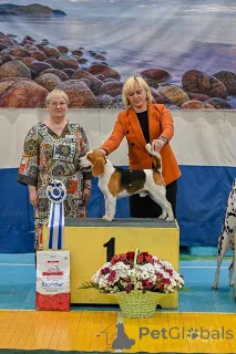 Фото №1. бигль - купить в Иркутске за 70000₽. Объявление №149741