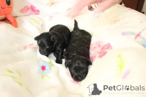 Дополнительные фото: Bolonka Weta FCI Puppy
