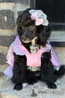 Фото №1. пудель (карликовый) - купить в Белграде за договорная. Объявление №143474