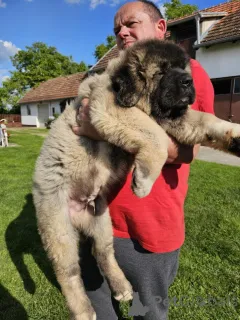 Дополнительные фото: Кавказская немецкая овчарка, щенки