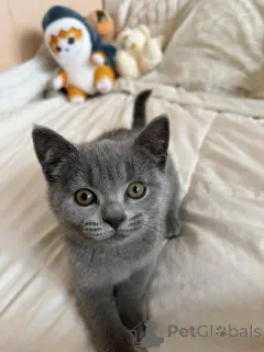 Фото №1. британская короткошёрстная - купить в Хельсинки за 32468₽. Объявление №165164