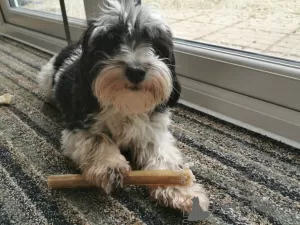 Дополнительные фото: Chocolate And White Male Havanese Puppy