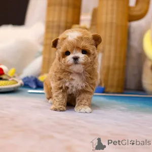 Фото №2 к объявлению №152210 о продаже мальтипу - купить в США заводчик