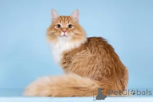 Фото №4. Продам  в Химках из приюта - цена Бесплатно